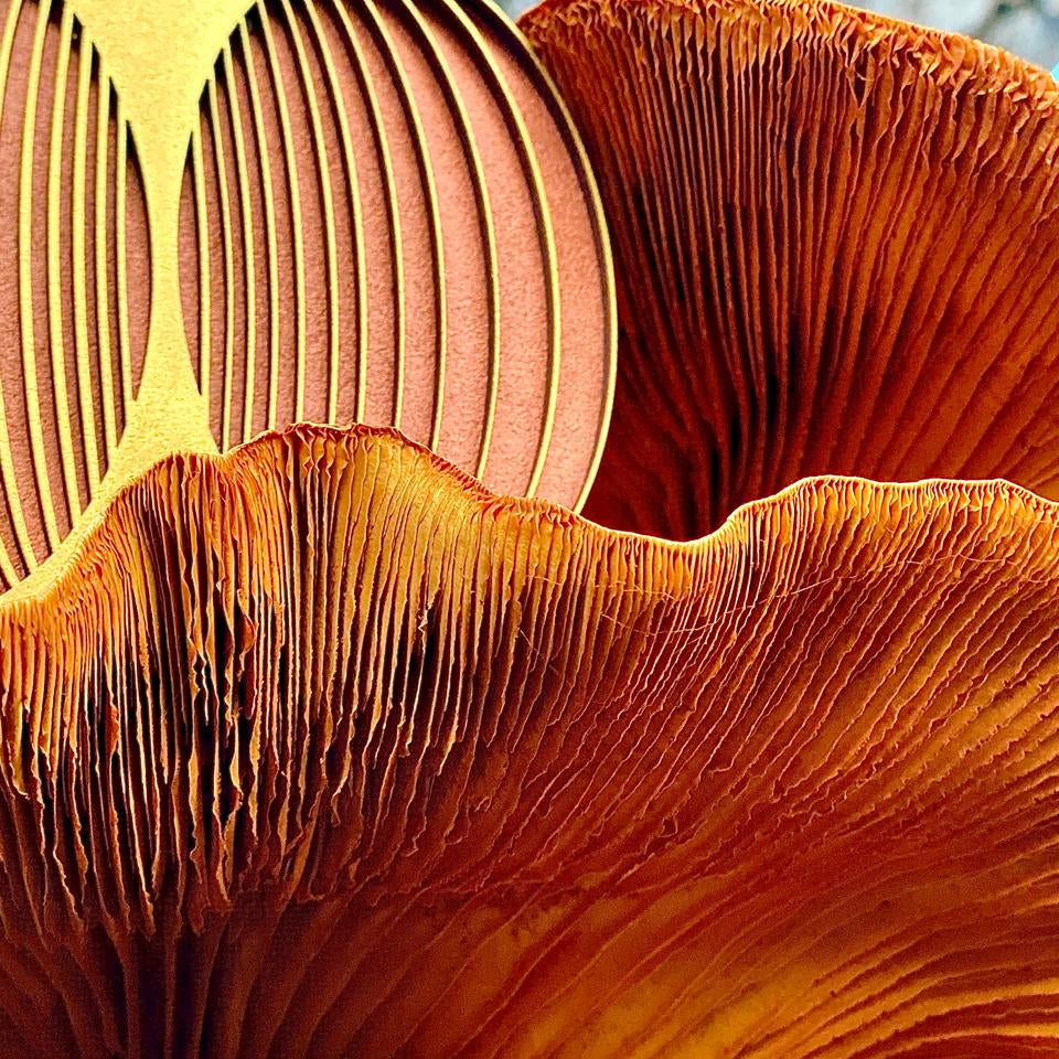 TUBO TOROIDE   Geometría Sagrada